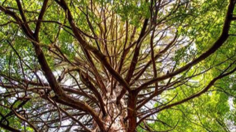 Sequoiadendron giganteum